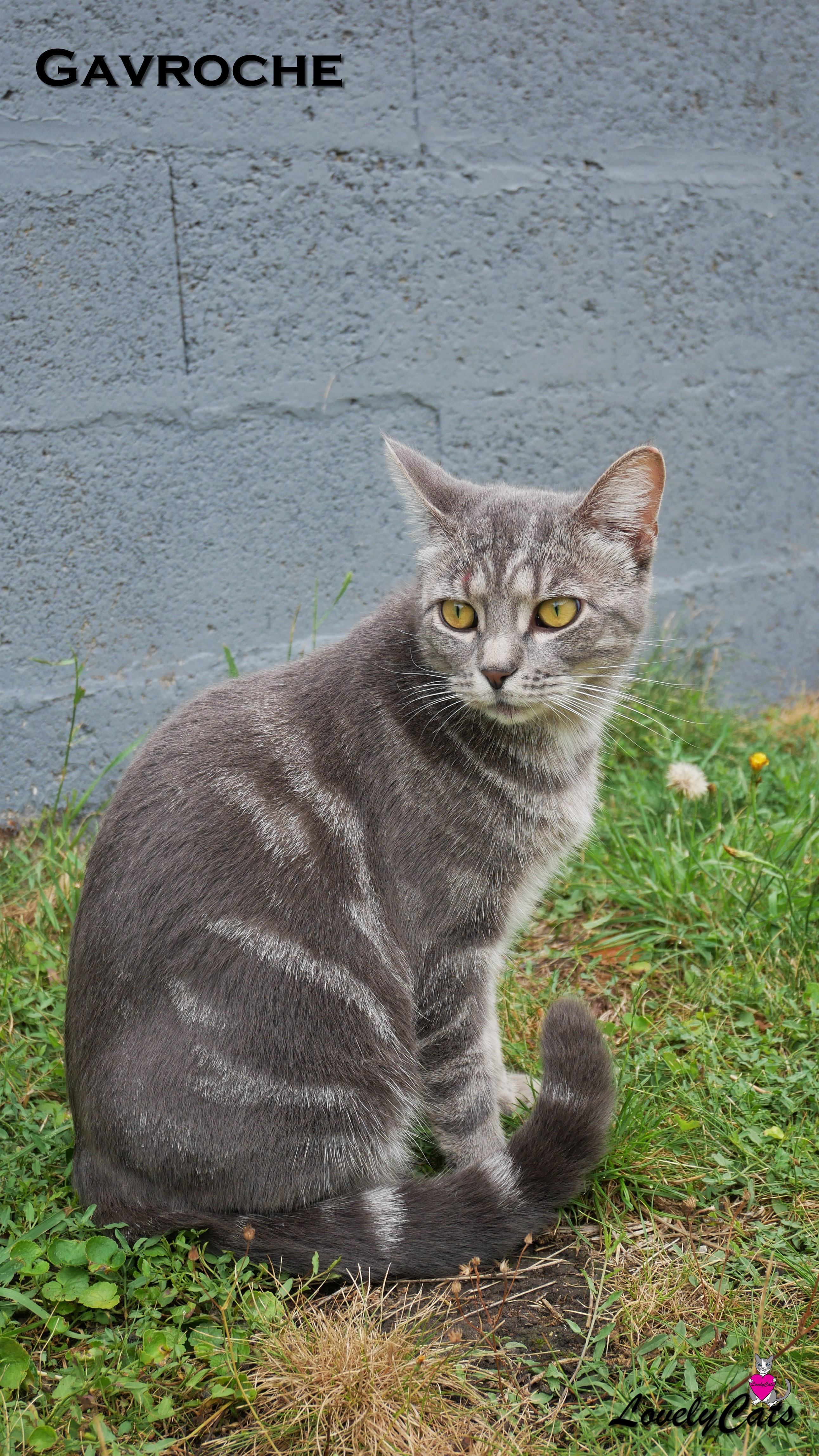 Gavroche