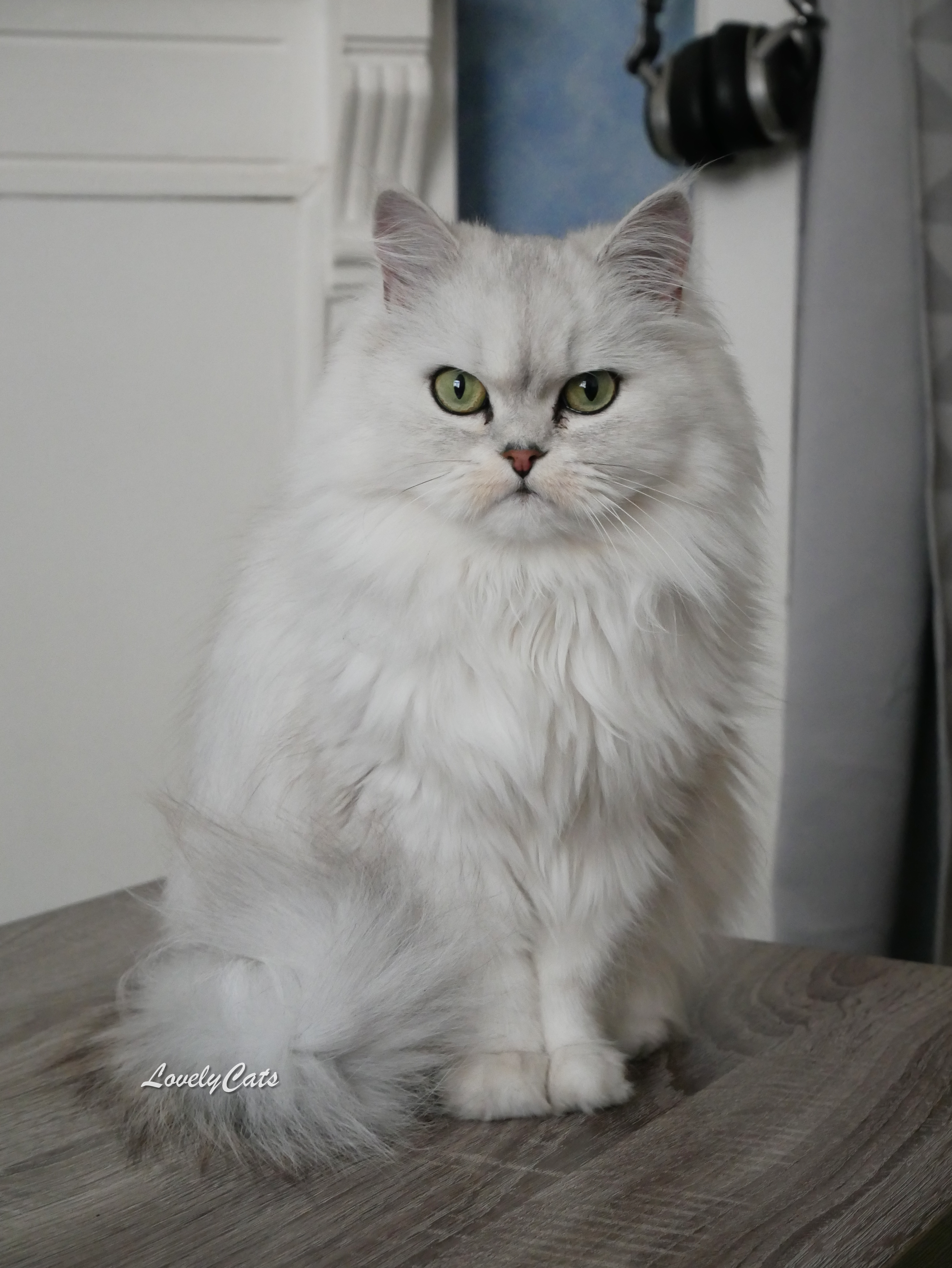 Laly, Persan Chinchilla de 4 ans