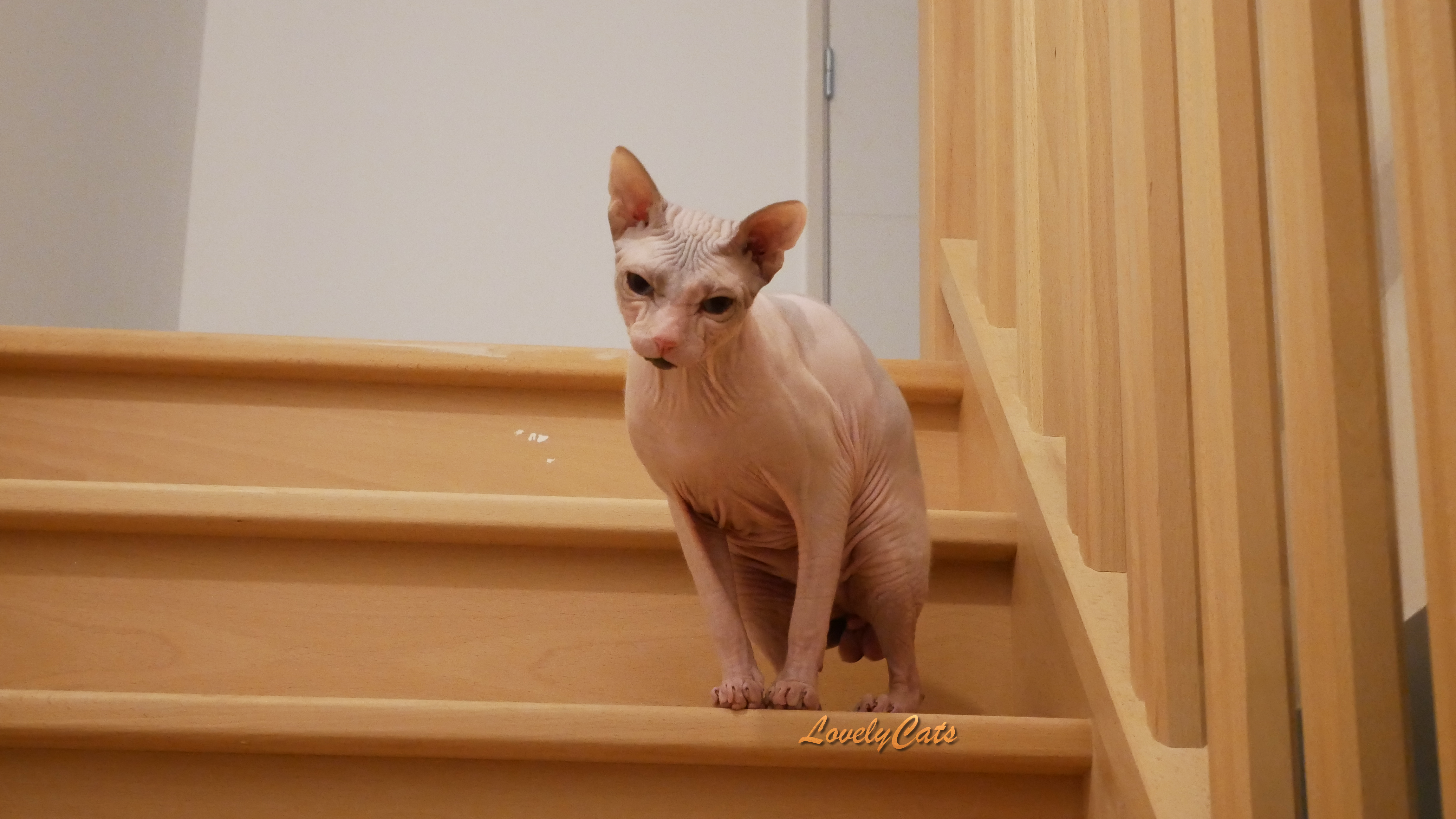 Marsel, sphynx de 8 mois