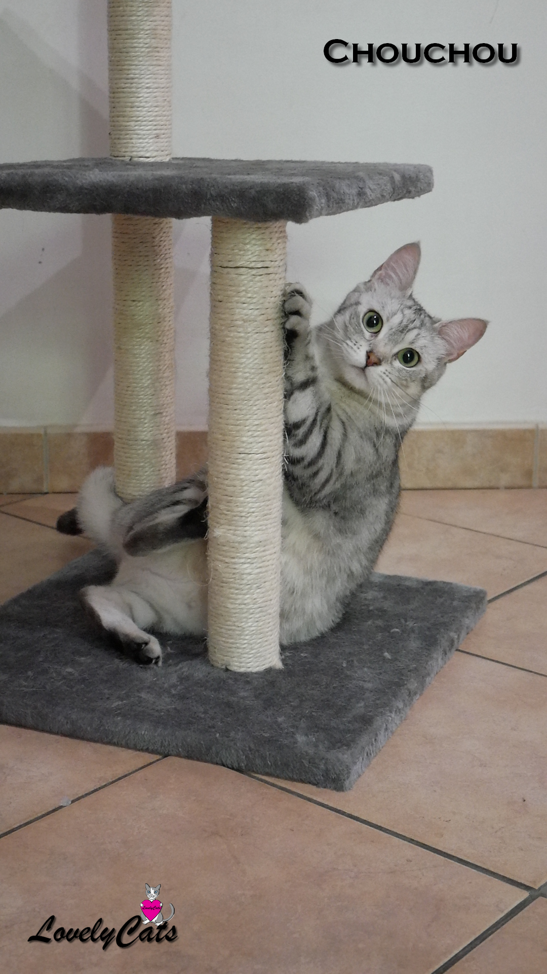 Chouchou