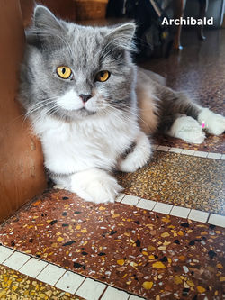 Archibald