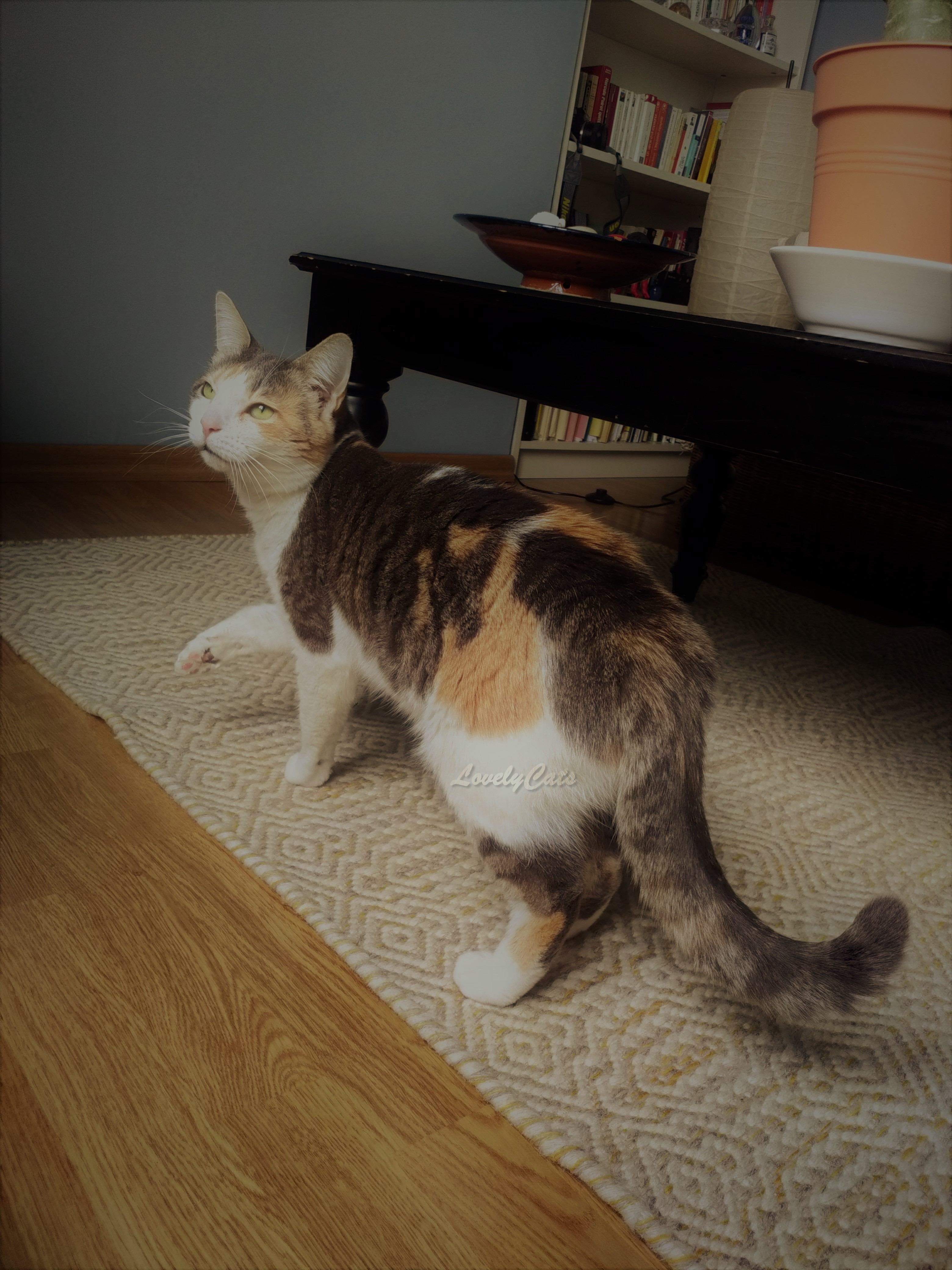 Holly, 5 ans