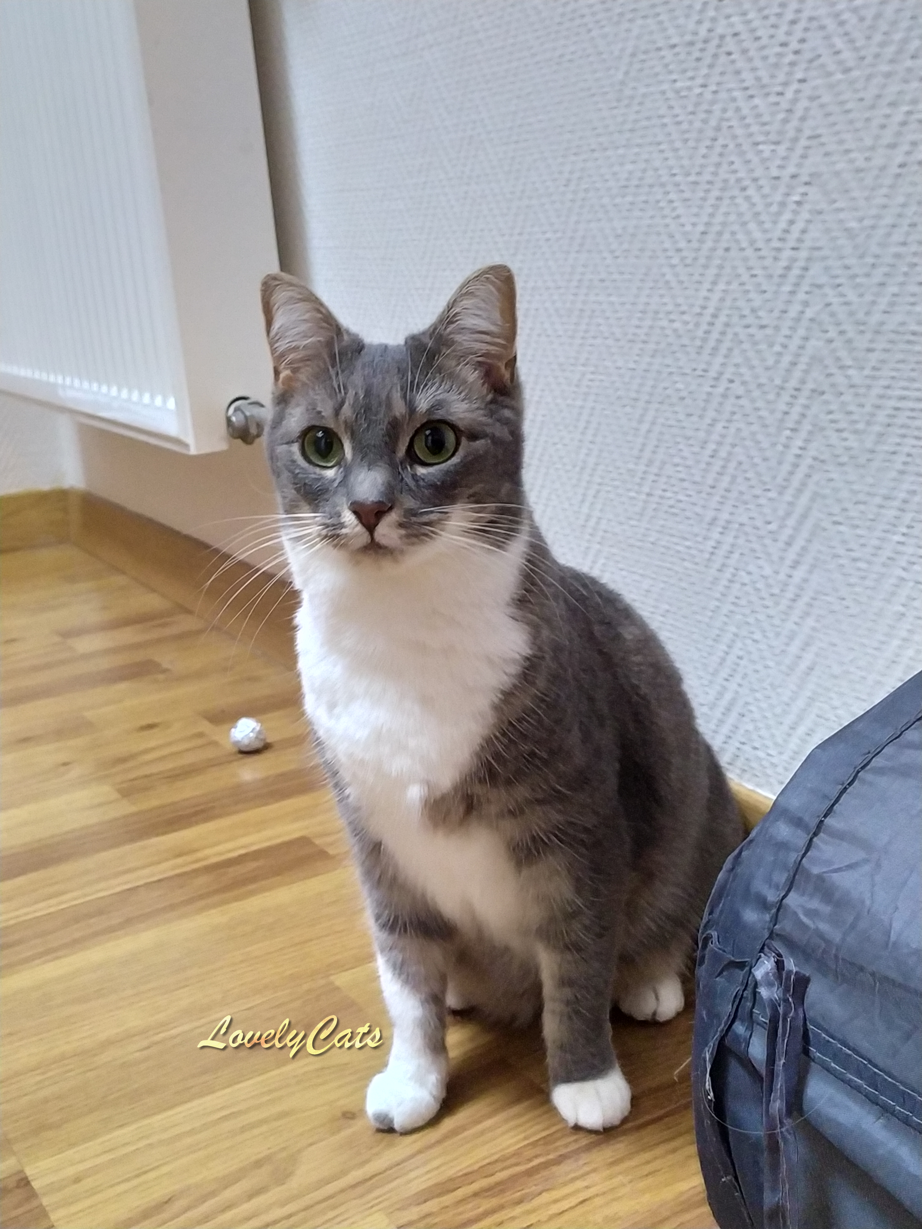 Mokie, 3 ans