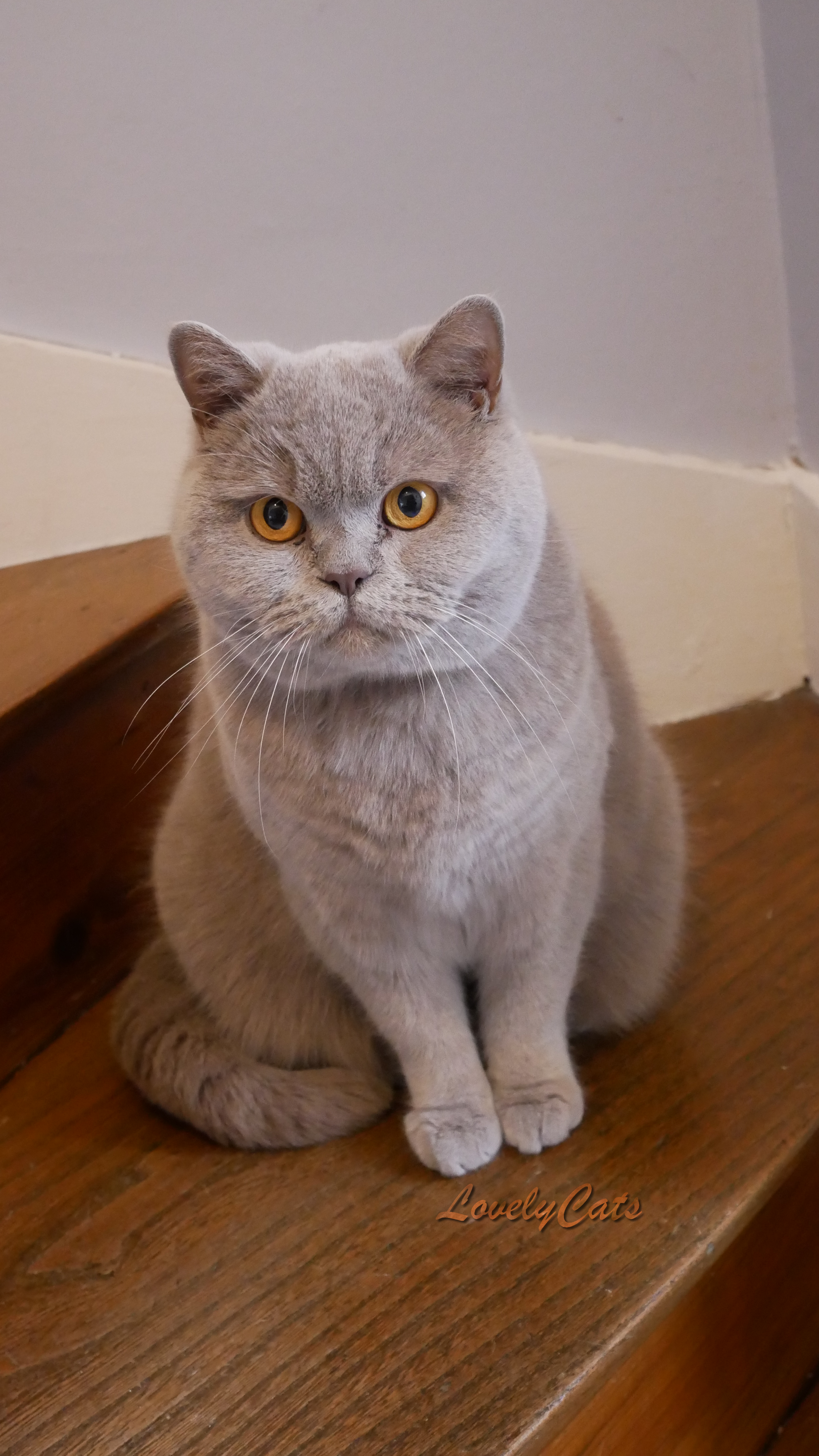 Maya, British Shorthair de 4 ans