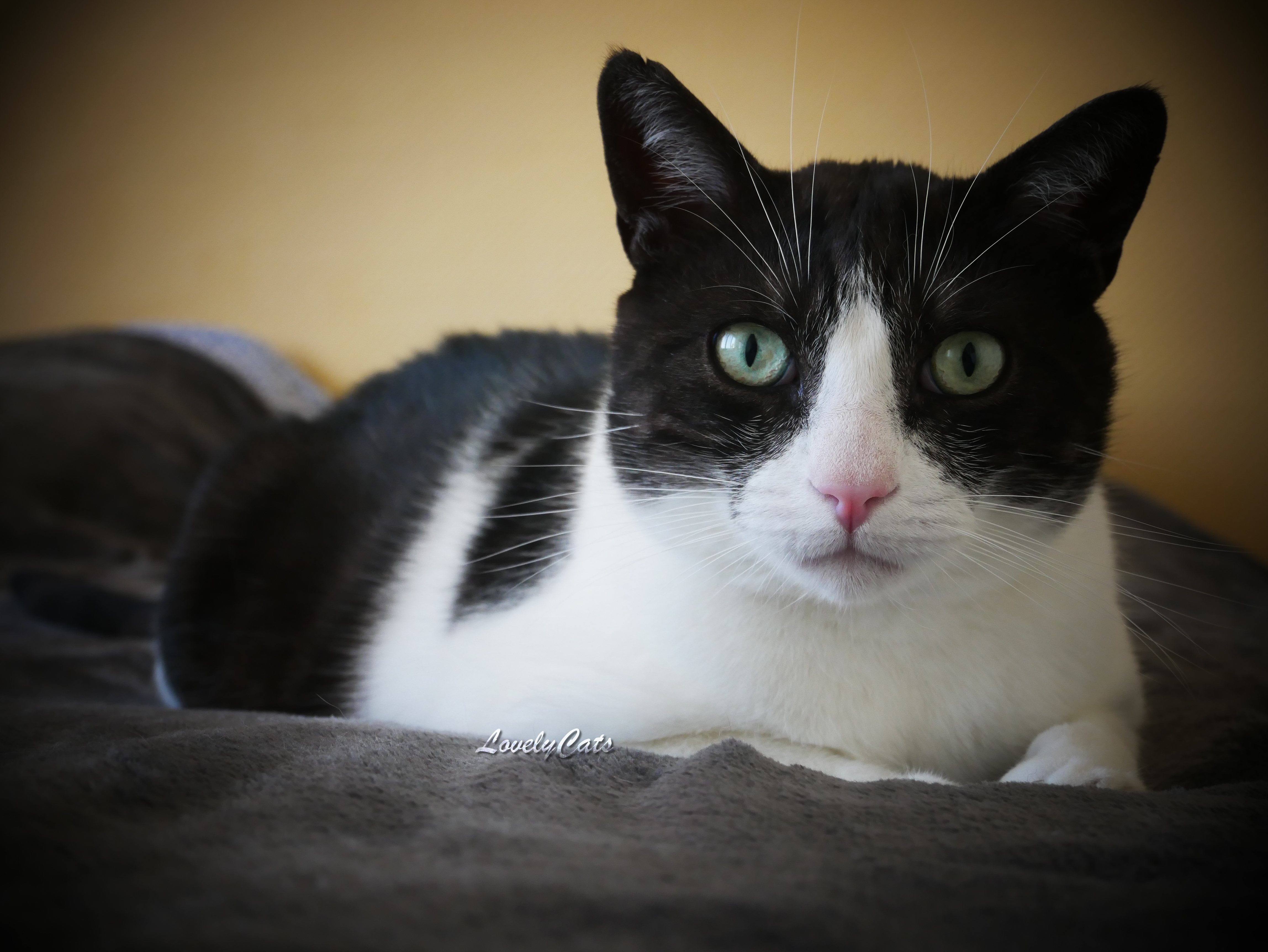 Oscar, 4 ans