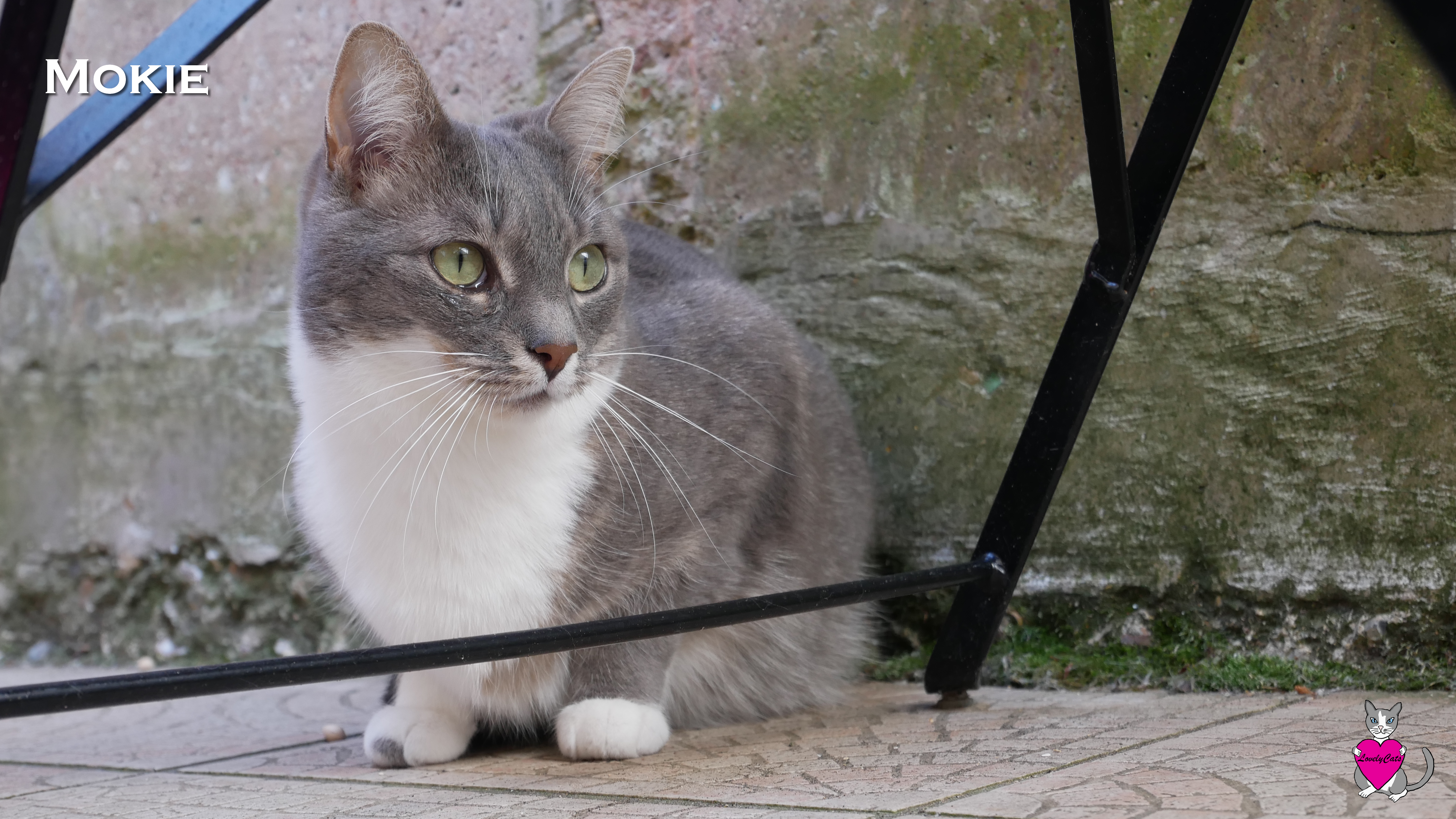 Mokie