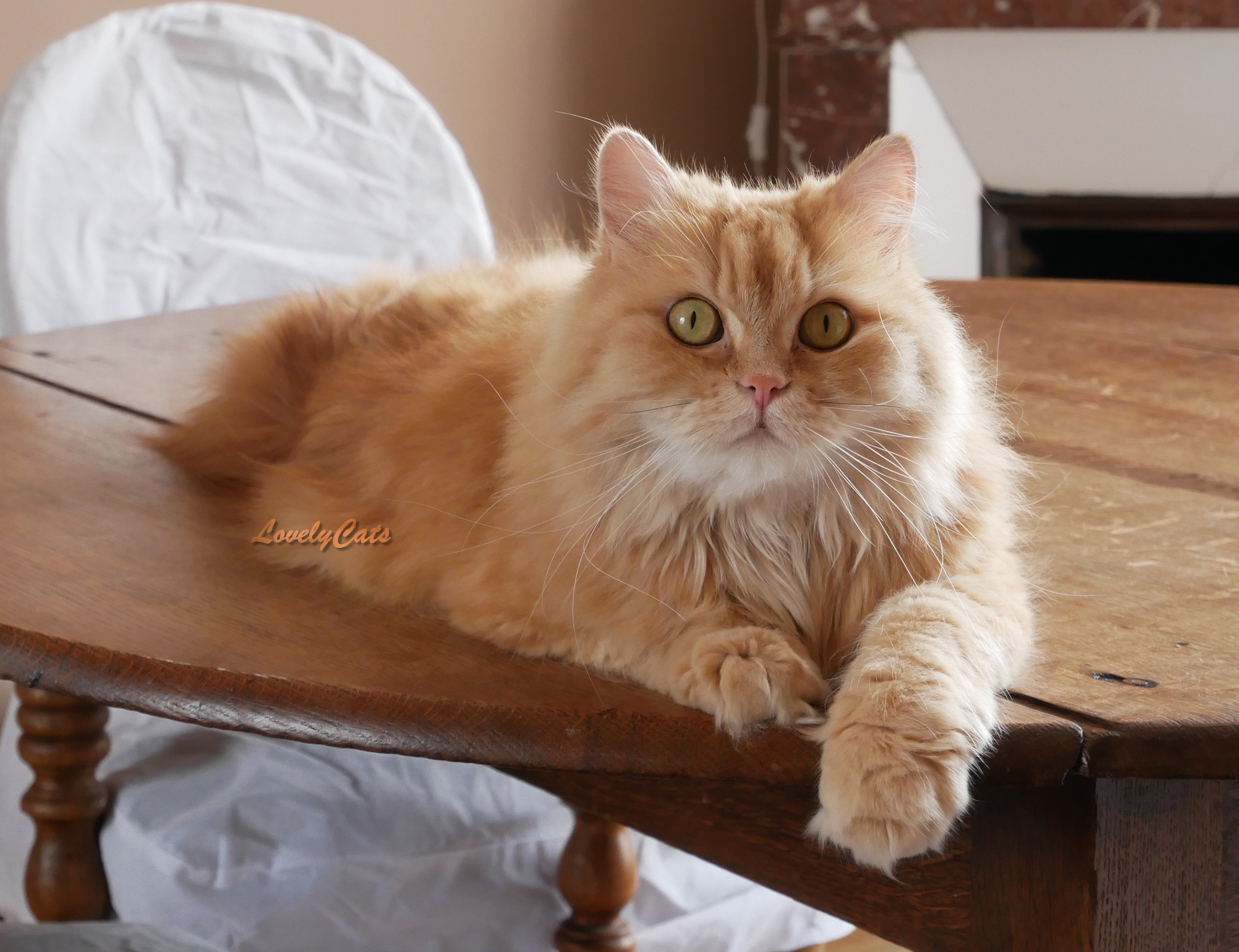 Garibaldi, Persan de 7 ans