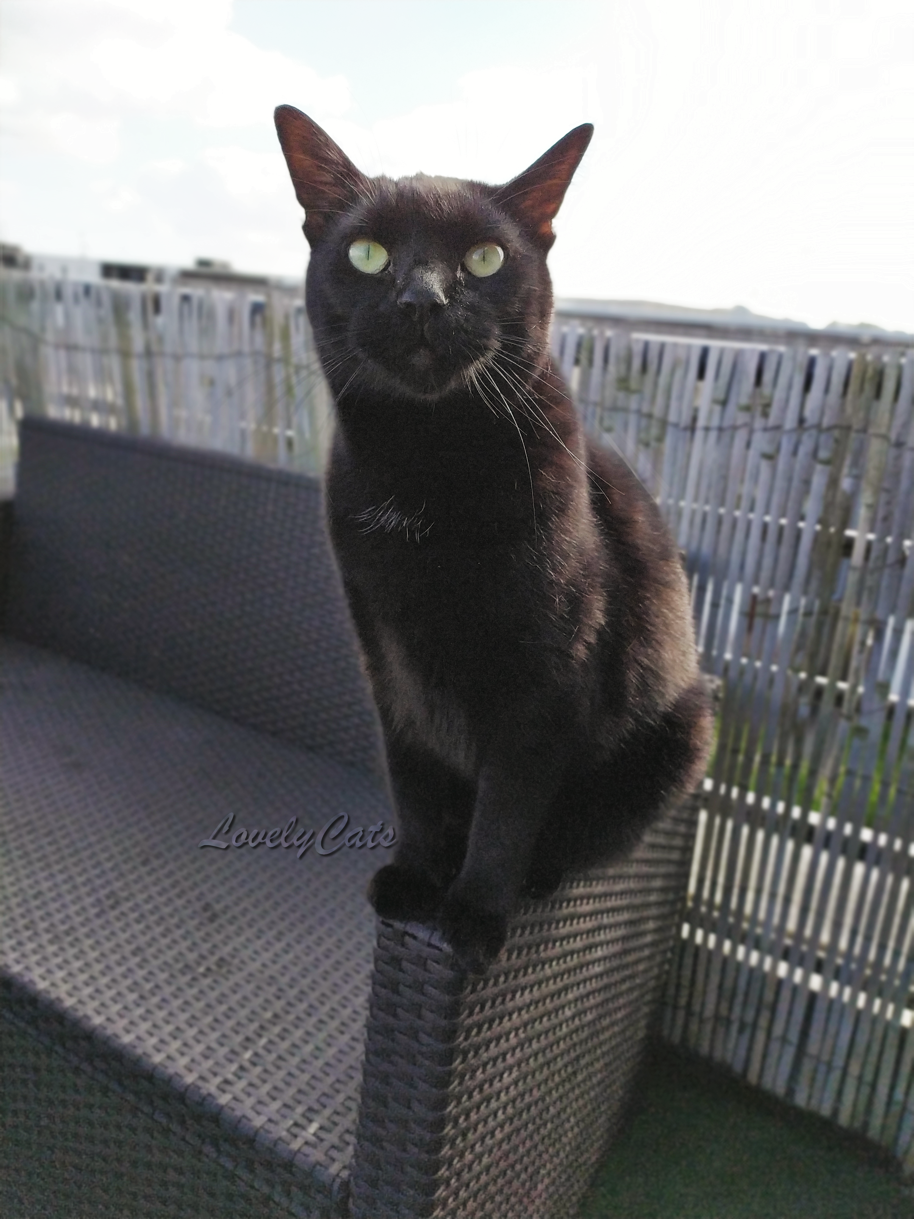 Miko, 4 ans