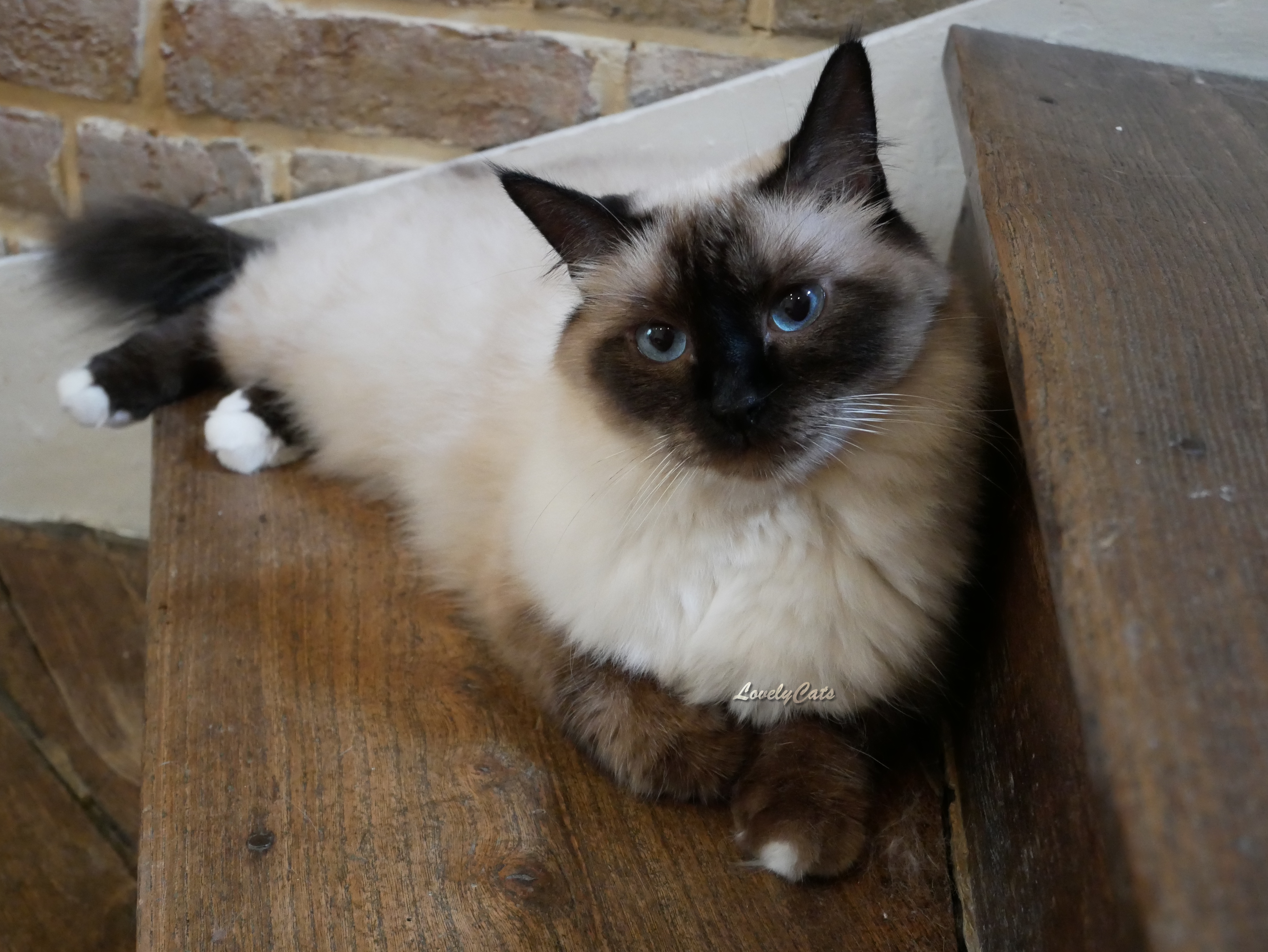 Isia, Sacré de Birmanie de 6 ans