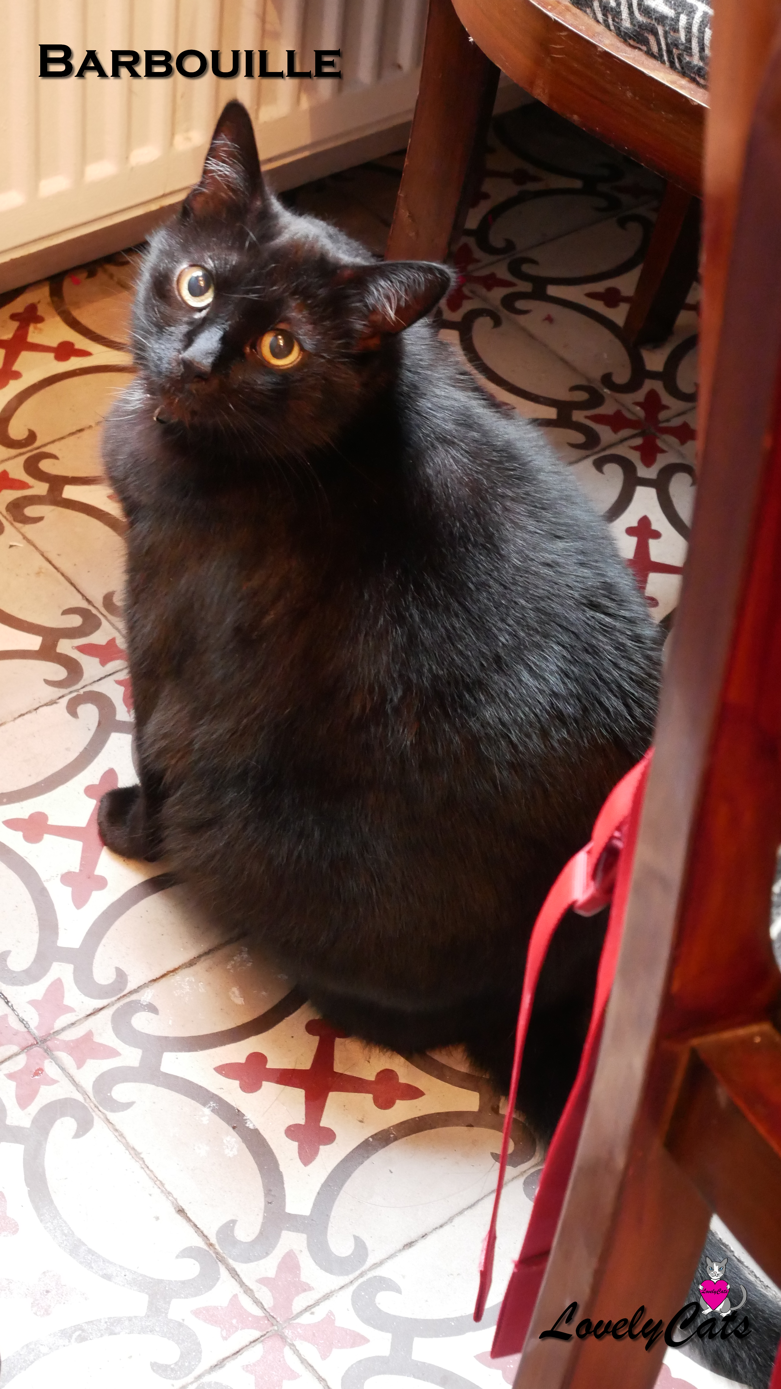 Barbouille