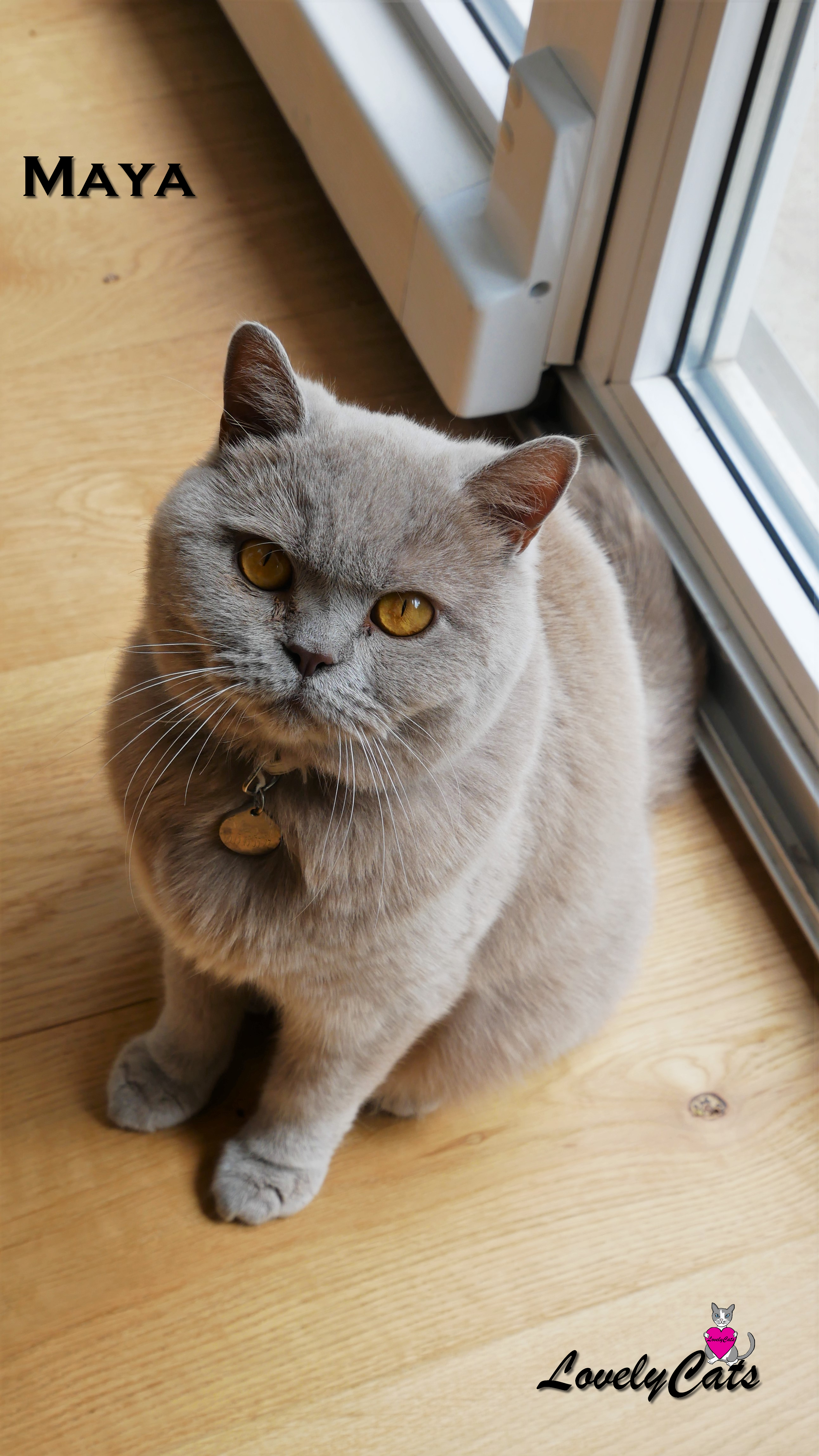 Maya