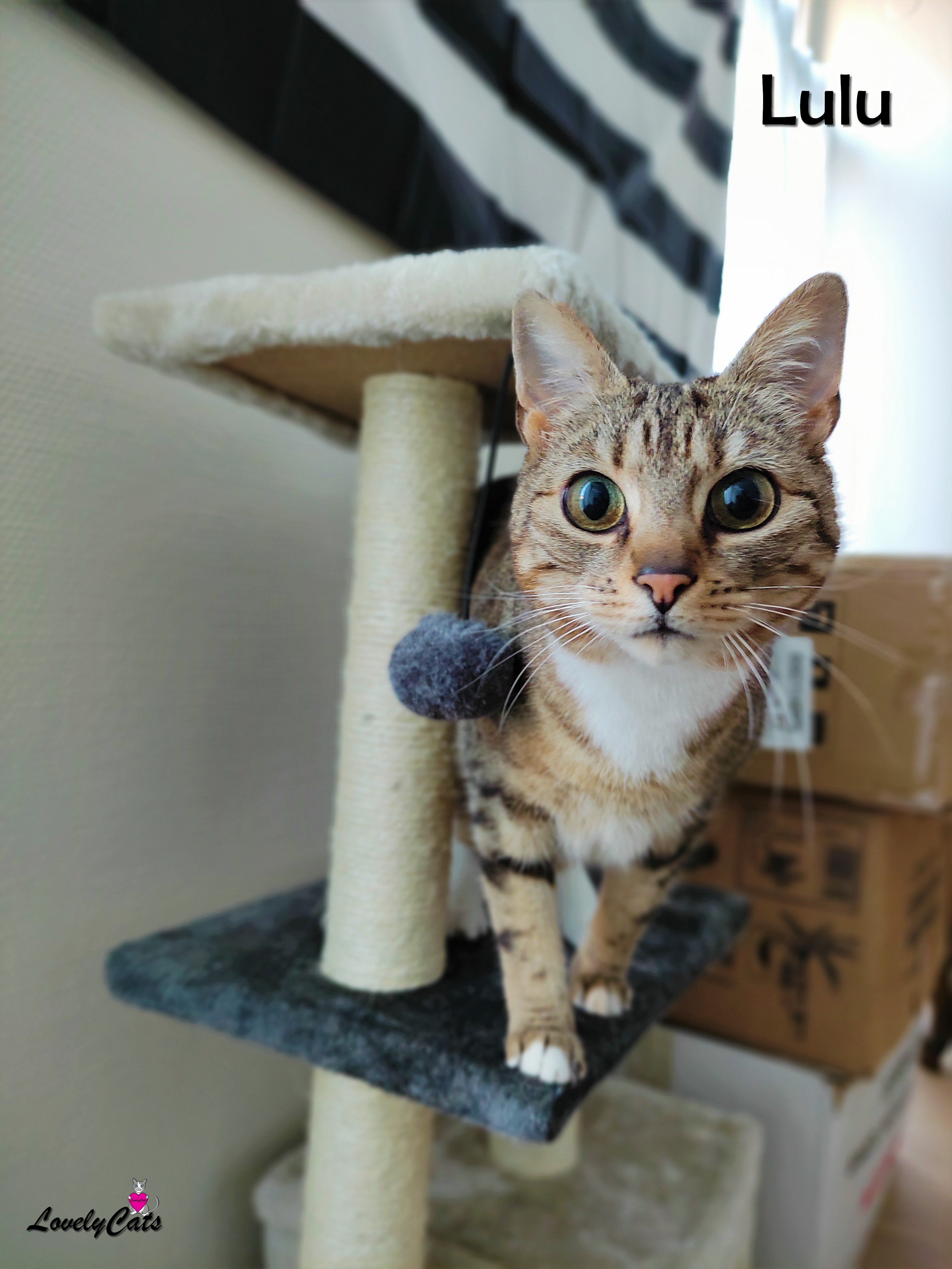 Lulu