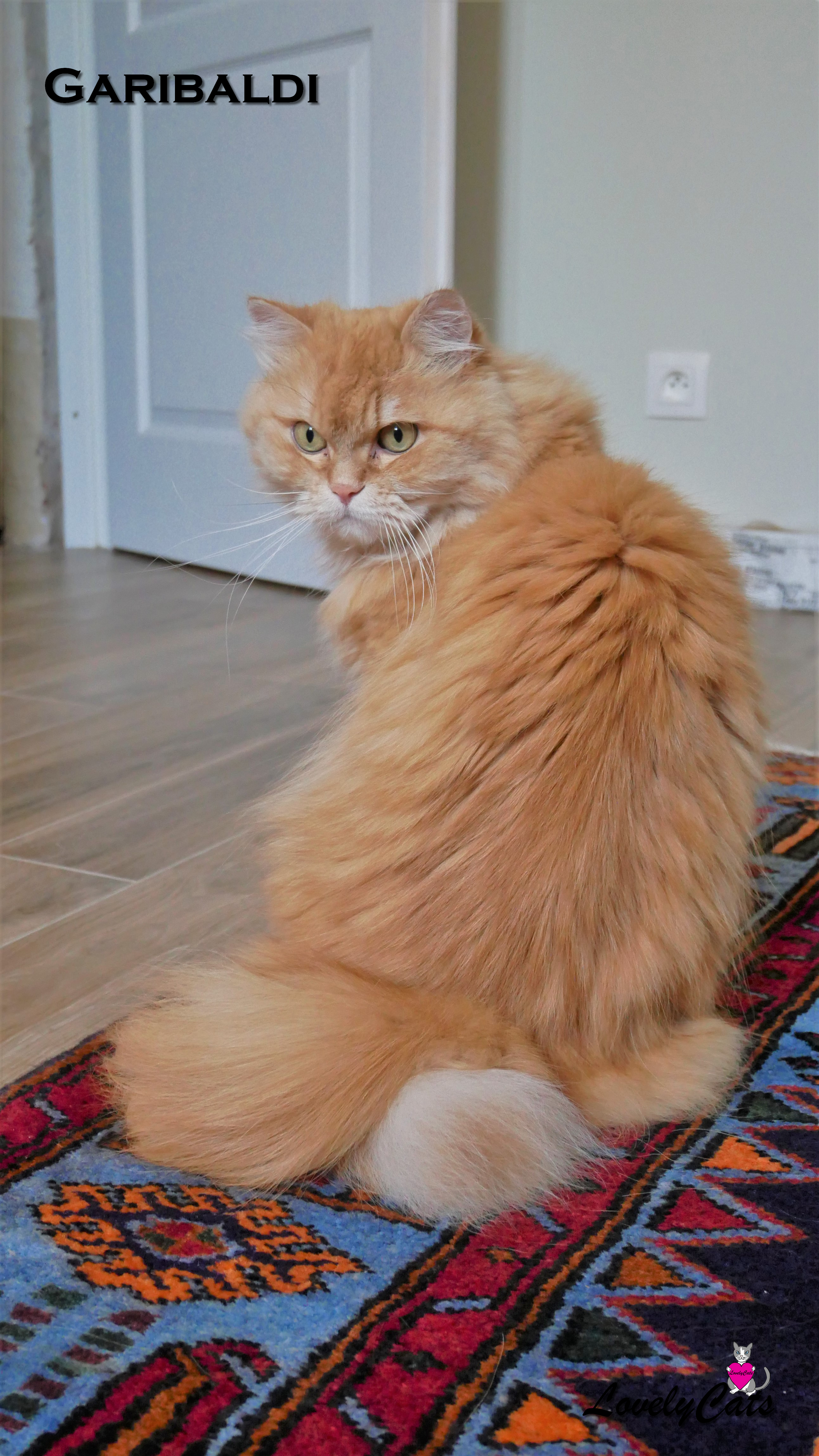 Garibaldi