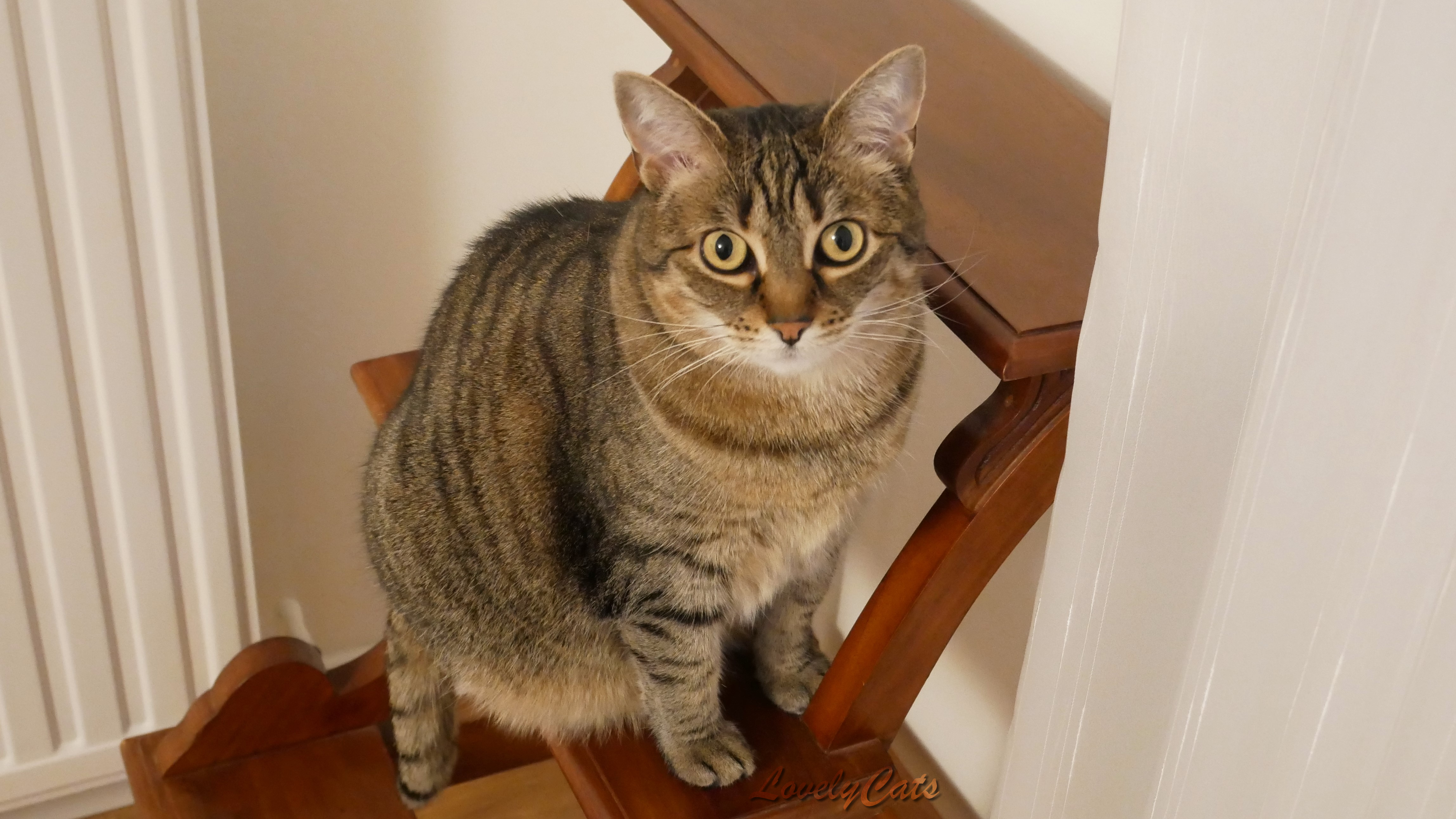 Nisse, 6 ans