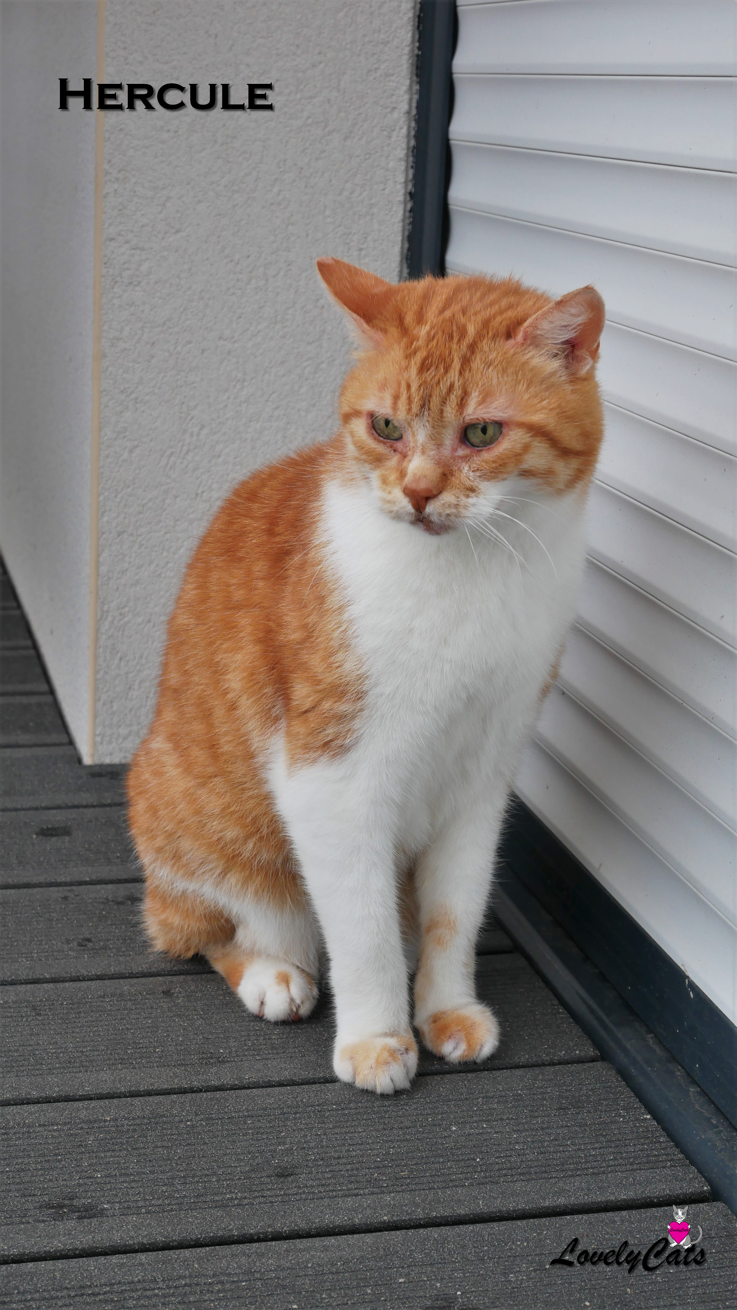 Hercule