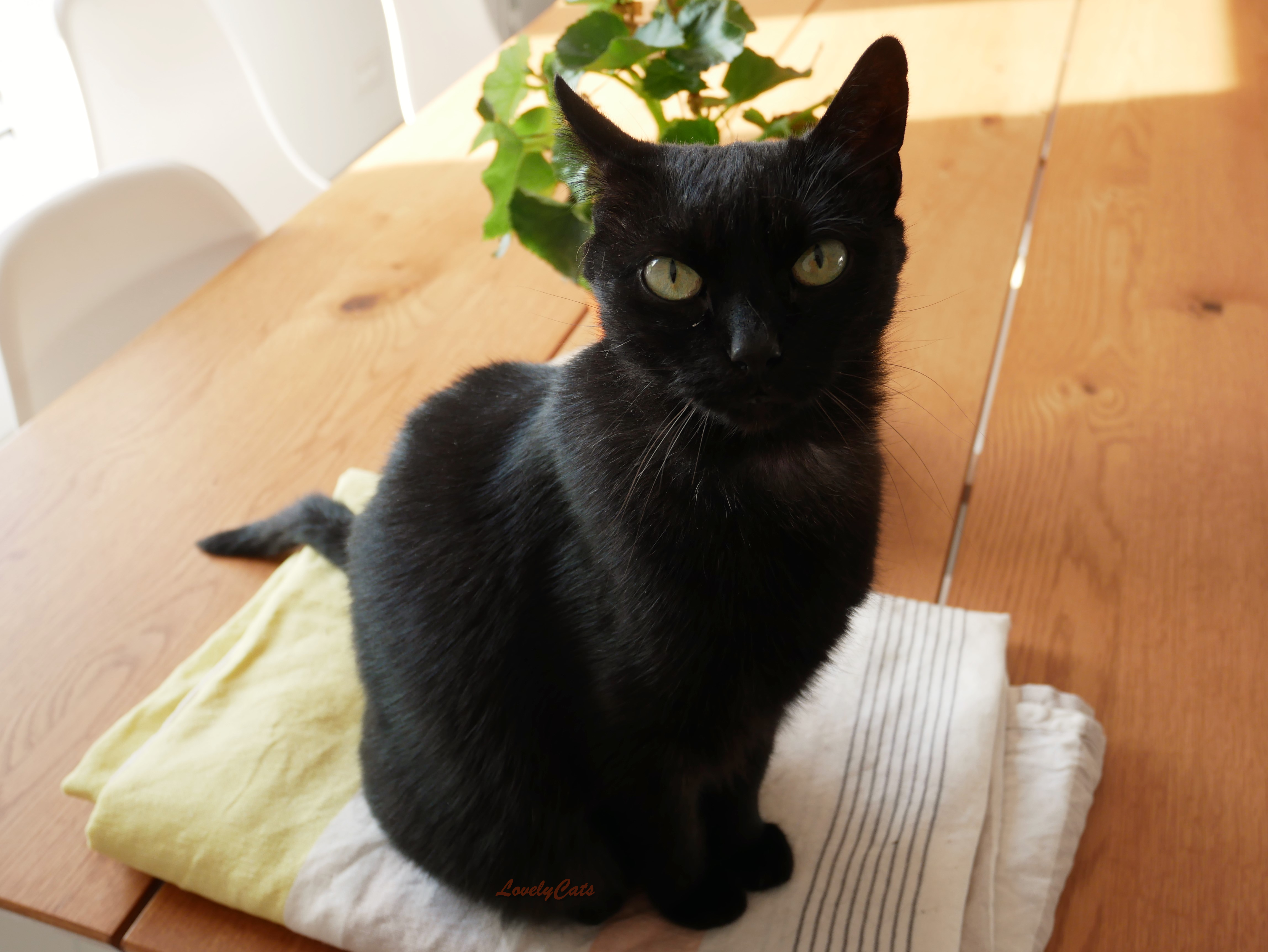 Lily, 9 ans (déjà gardée en mai)