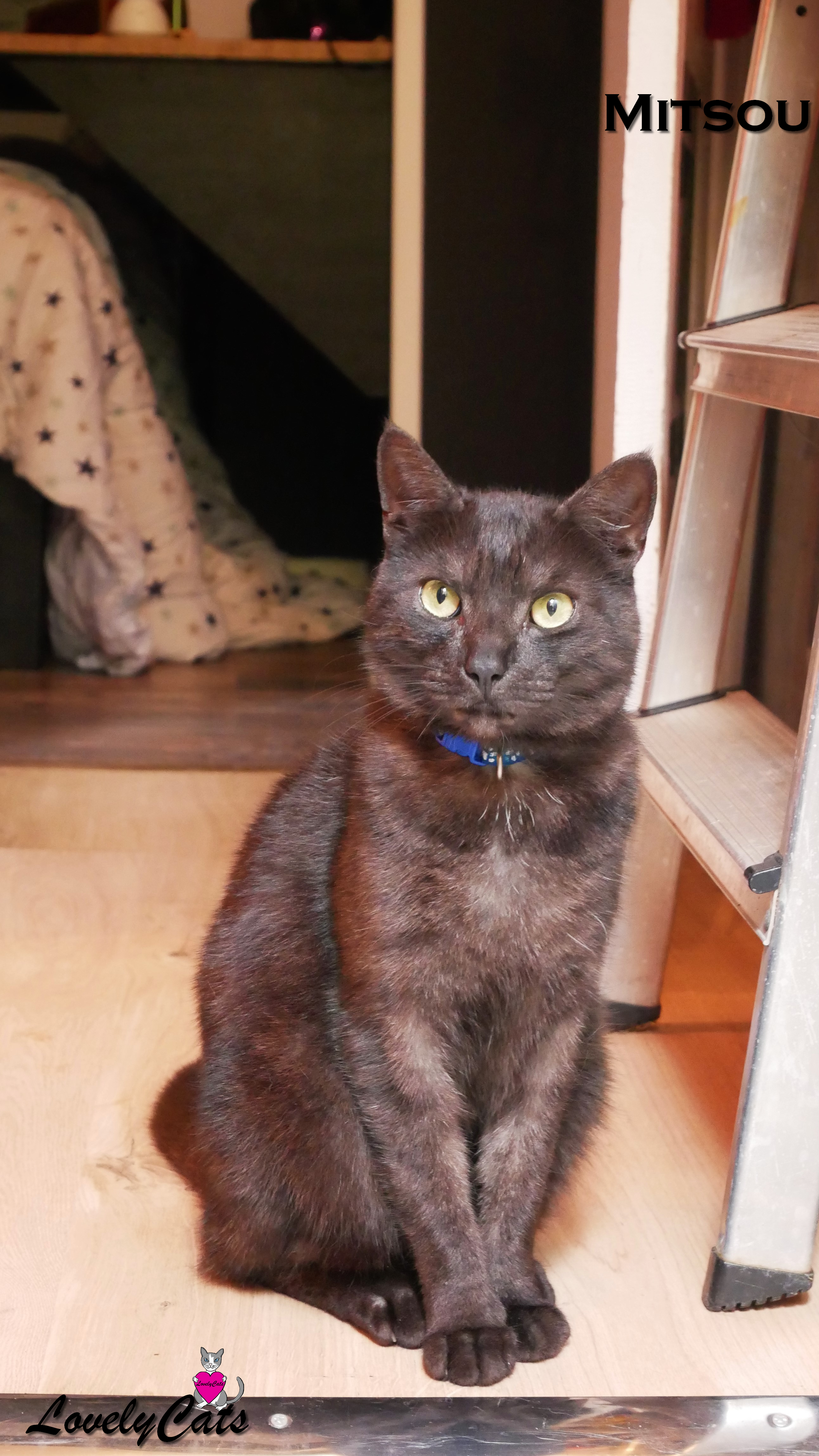 Mitsou