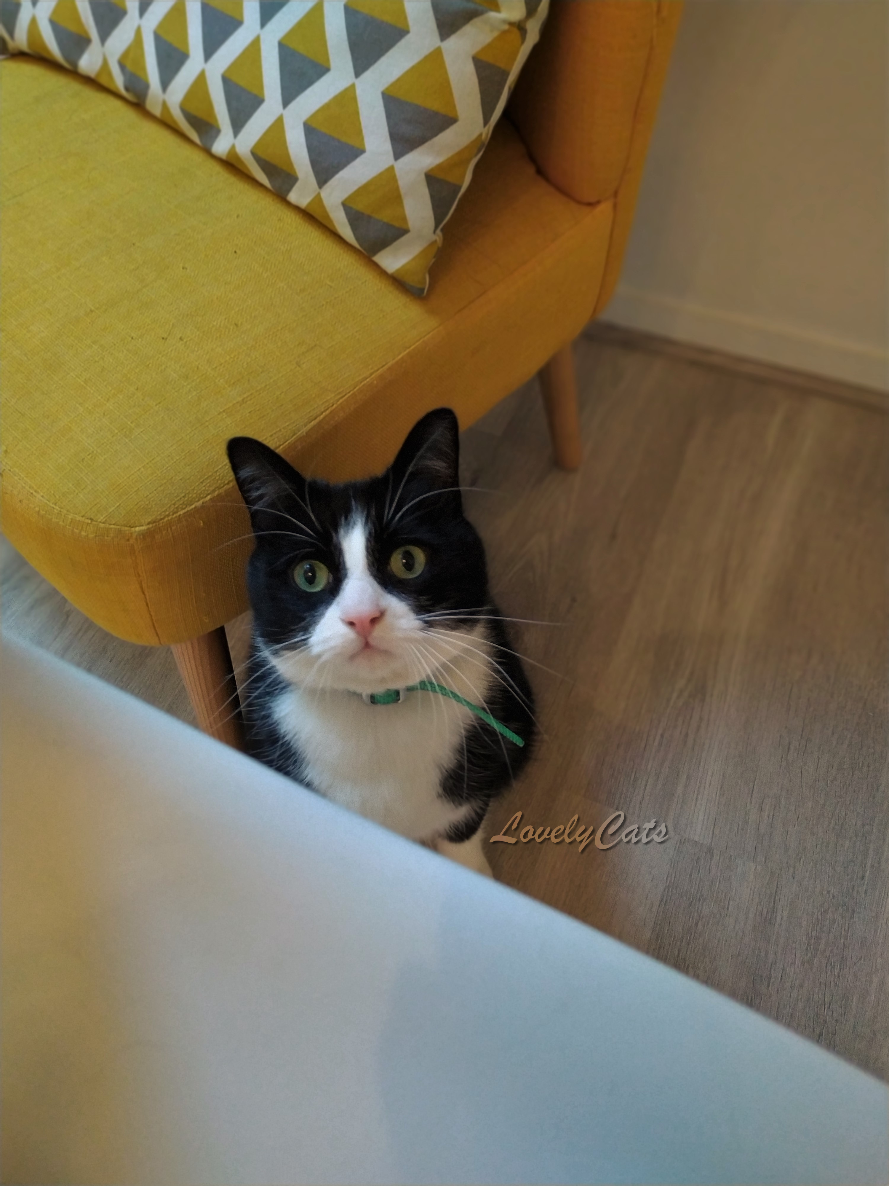 Sushi, 5 ans