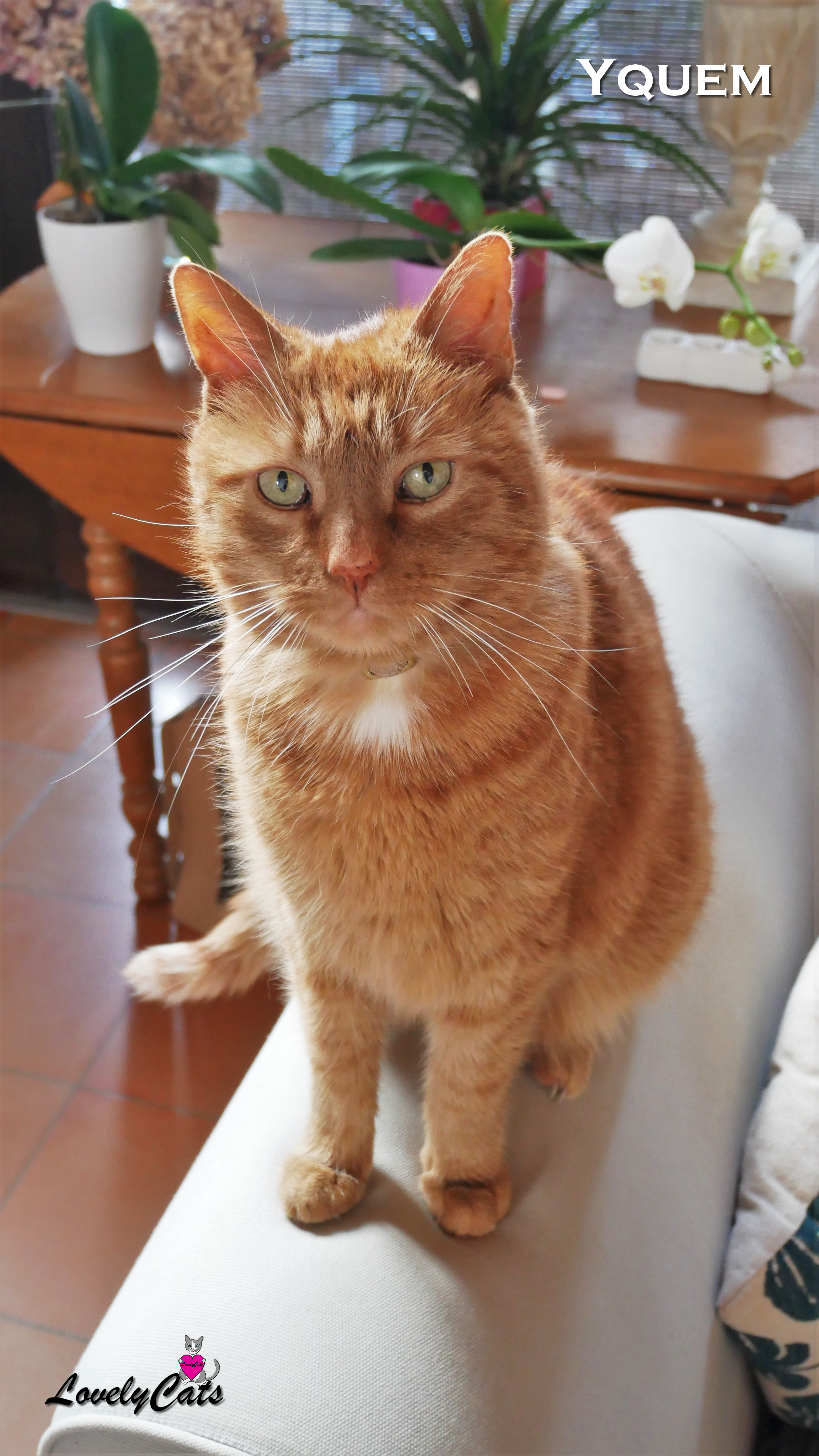 Yquem