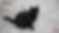 (001) Gypsie_sitefili.png
