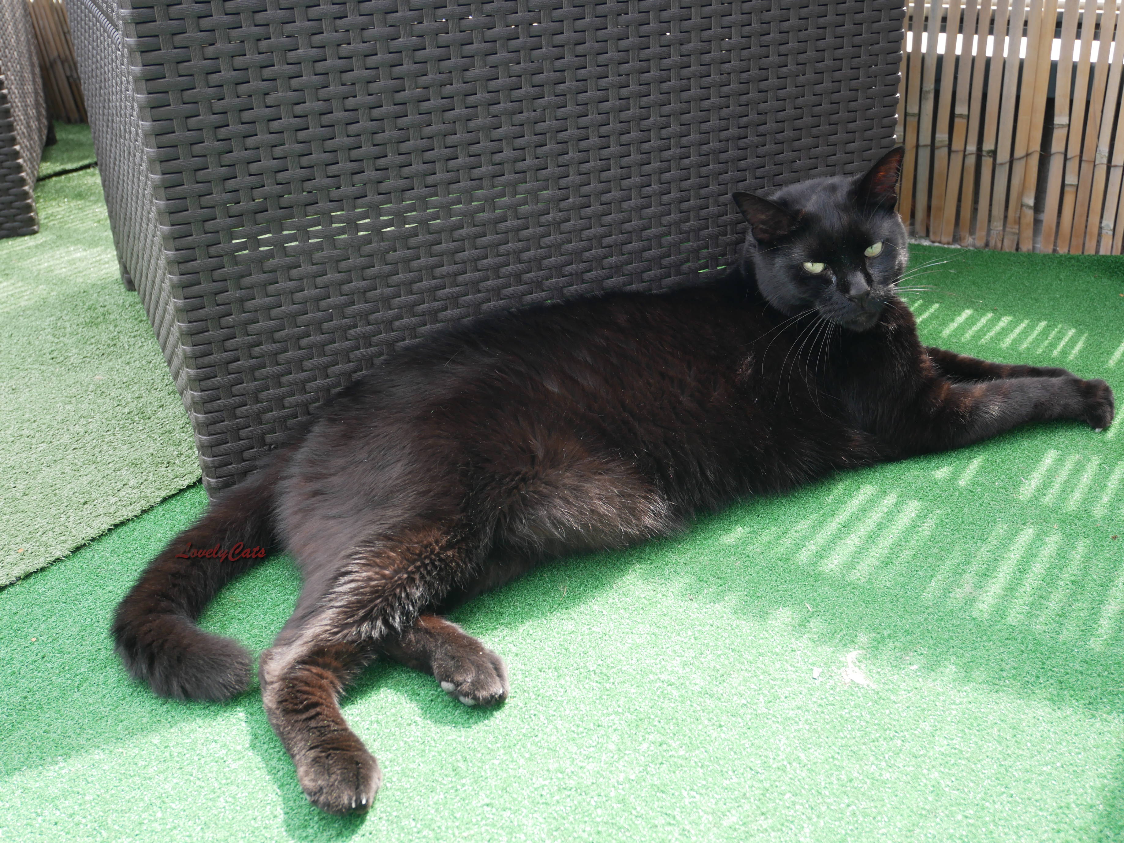 Miko, 3 ans