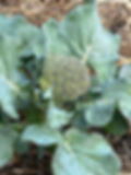 Broccoli