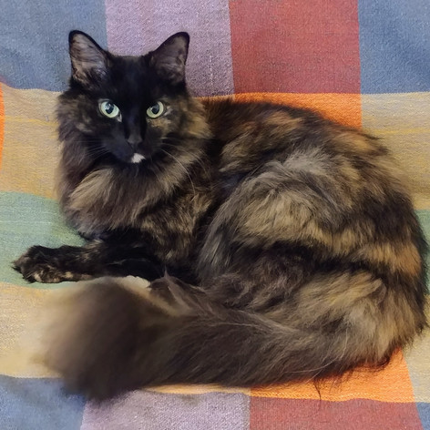 MYSTIE - Femelle - (2014)