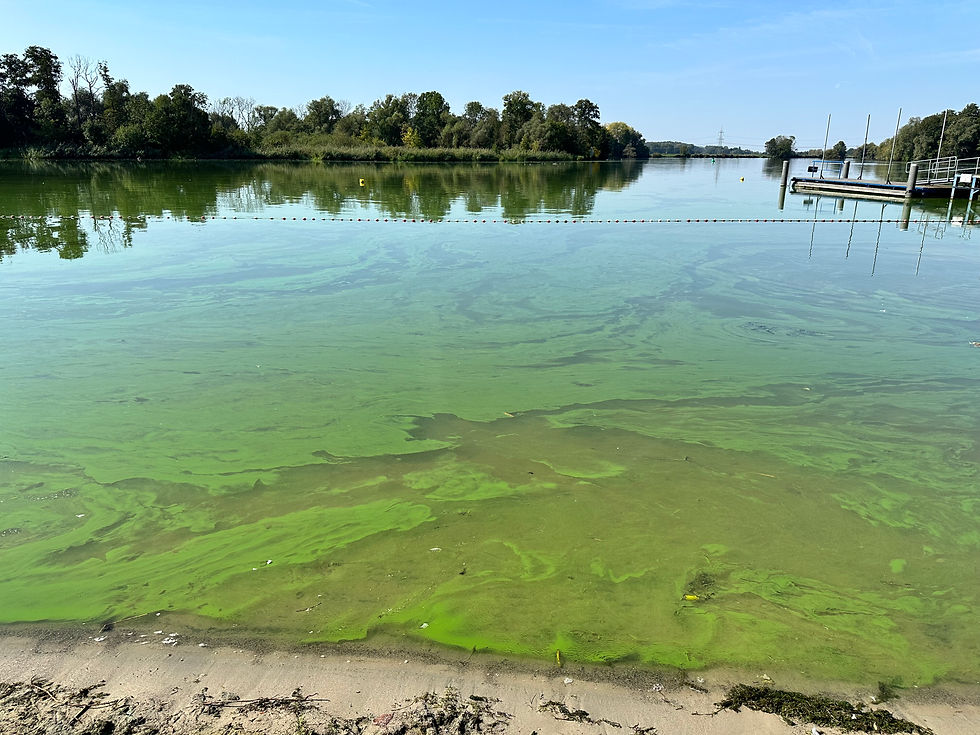 Green water…- Day 80