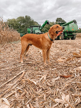 Fieldsy1.JPG