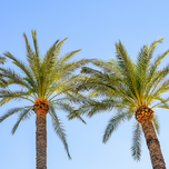 Alicante Palms.png