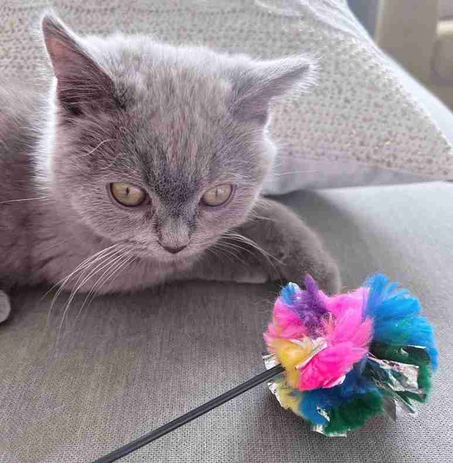 grey cat w breeder wand.jpg