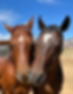 Horses_mare and filly with heads touching forming a heart