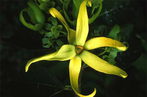 ylang.jpg