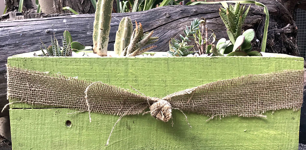 Houtkassies vol vetplantjies