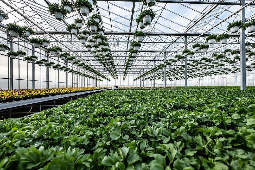 Gärtnerei Fürmsinn: Mit Leidenschaft produzieren wir über 600 Pflanzen-Arten: eigene Jasmin-, Sommerfee- und Edelpelargonien, ...