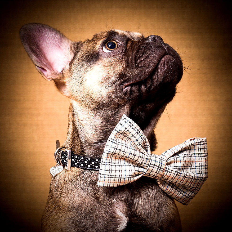 Dog Photo Shoot