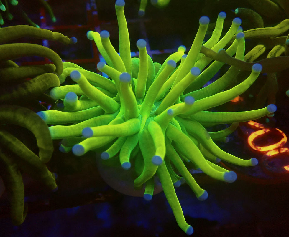 "Blue tip Banana" torch (WYSIWYG)