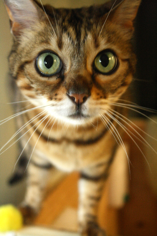 Jasmine