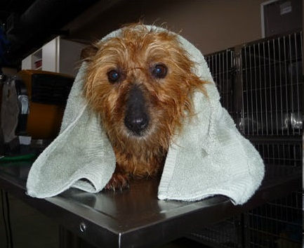 Australian Terrier Rescue