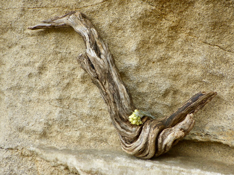 Bois oiseau
