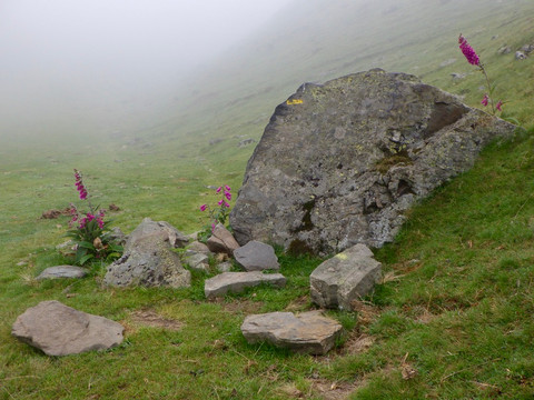 Brouillard, rochers et digitales pourpres