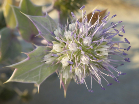 Panicaut des dunes