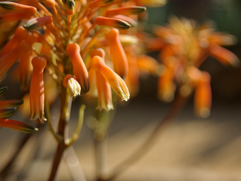 photo macro