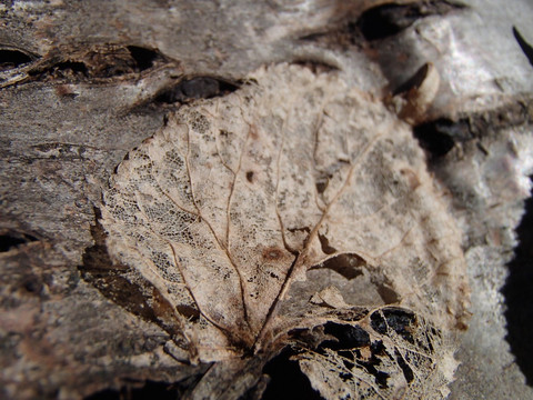 Feuille sèche