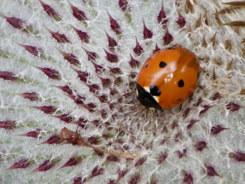 Coccinelle sur chardon