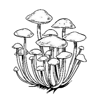 drawn-mushroom-cluster.gif