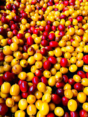 Specialty coffee bourbon geisha