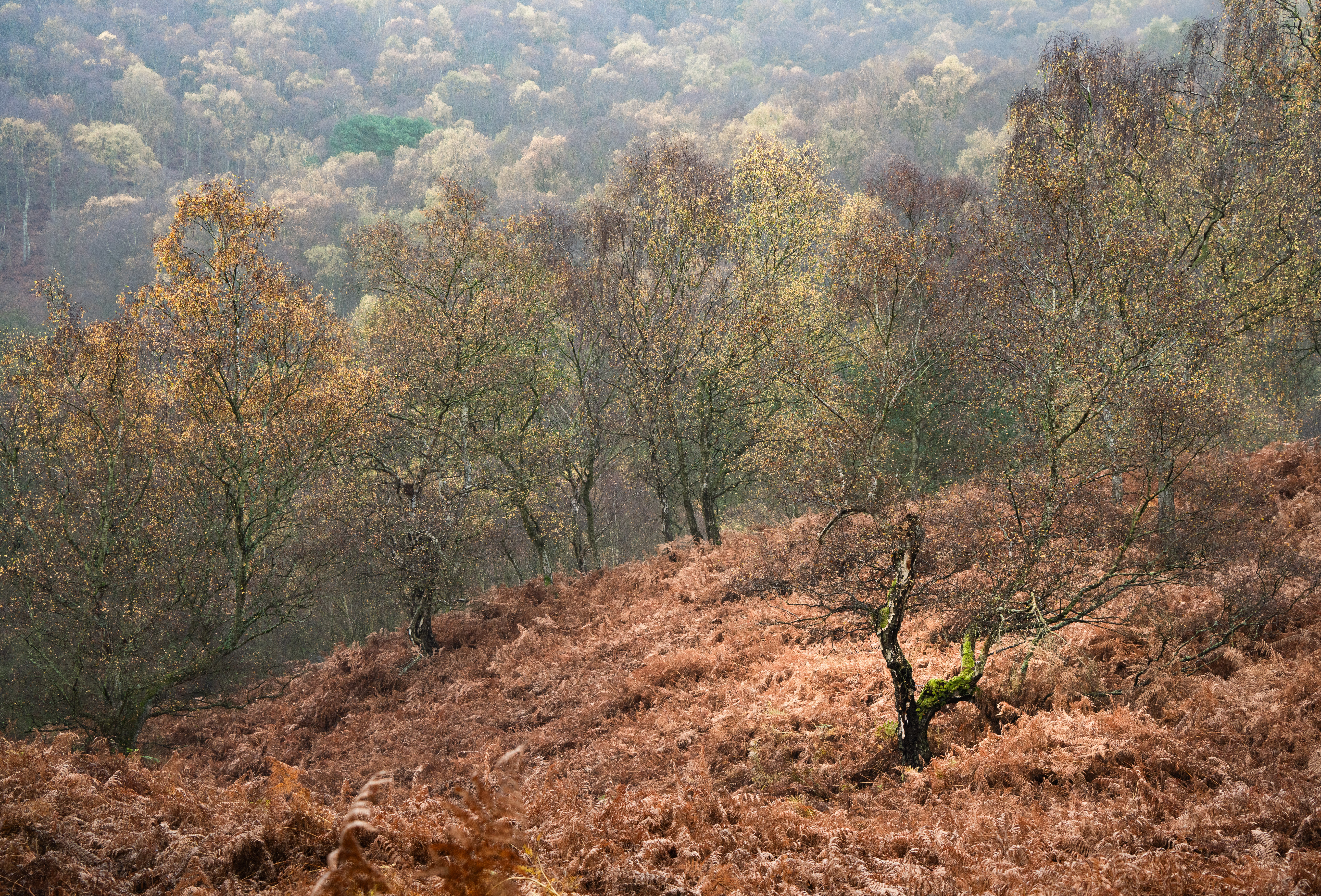 A tranquil woodland path in Cannock Chase with soft sunlight filtering through autumn leaves.