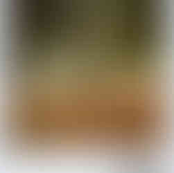 Et træ i Kungsparken i Göteborg