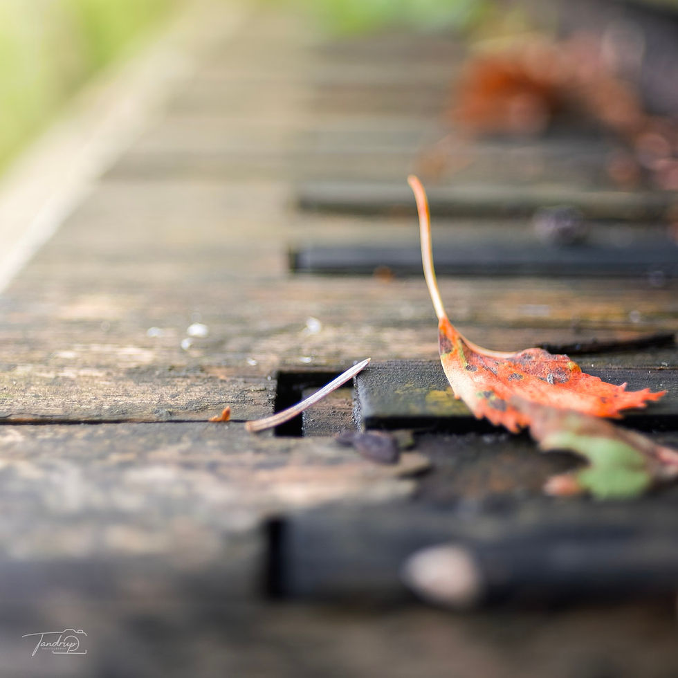 Et blad på et piano keyboard